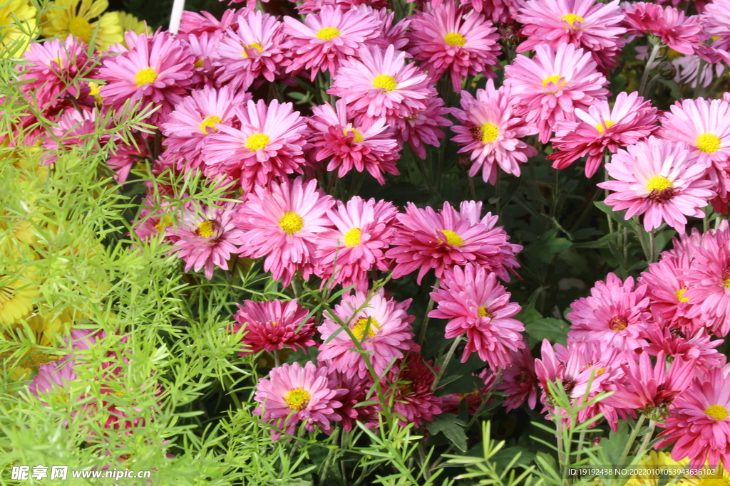 菊花 