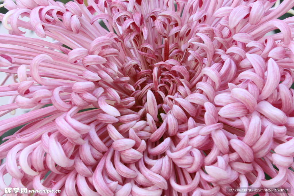 菊花 