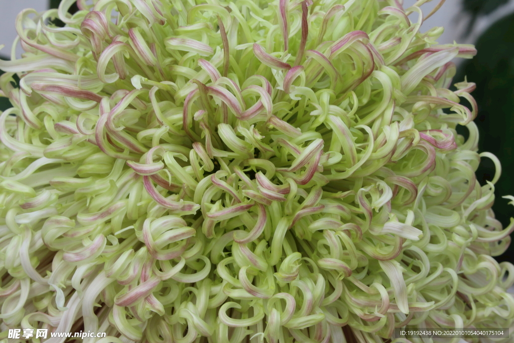 菊花 
