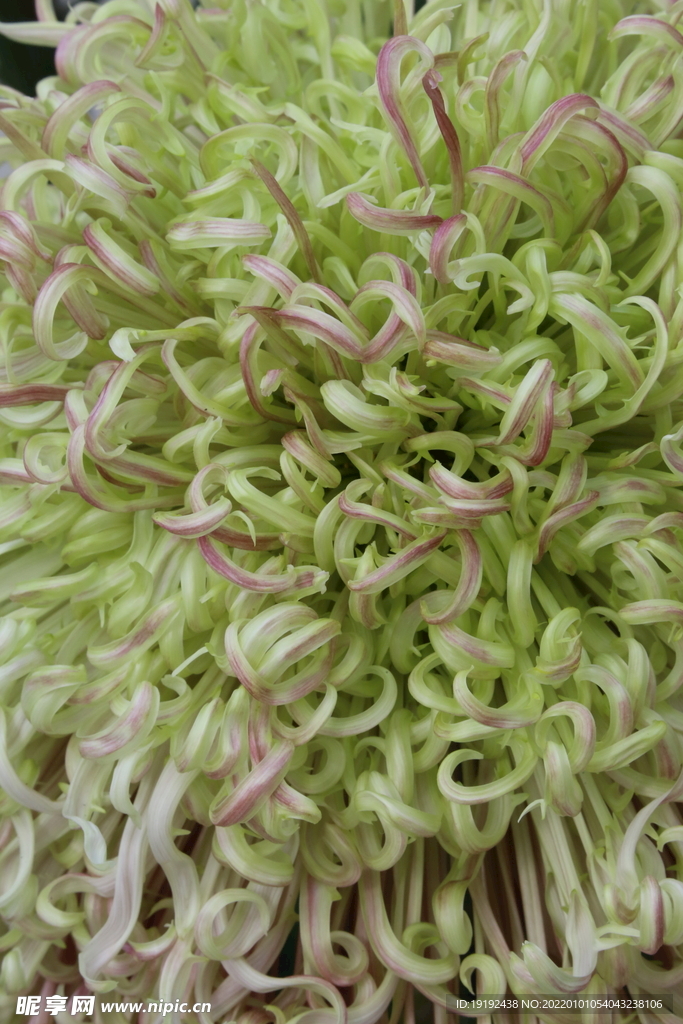 菊花 