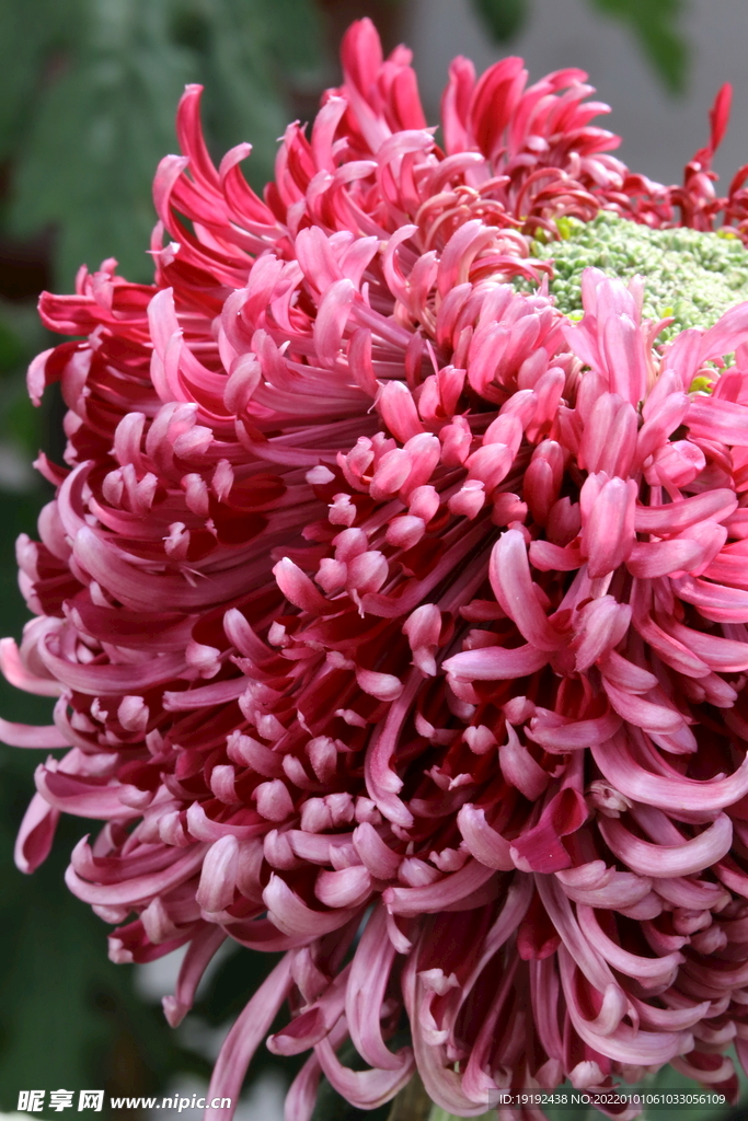 菊花 