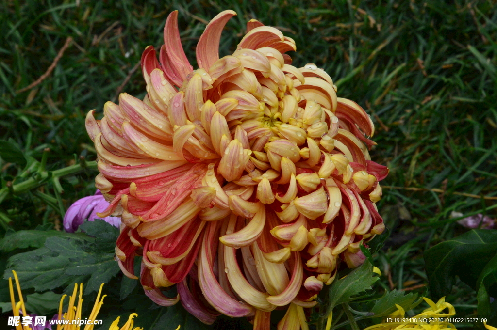 菊花 