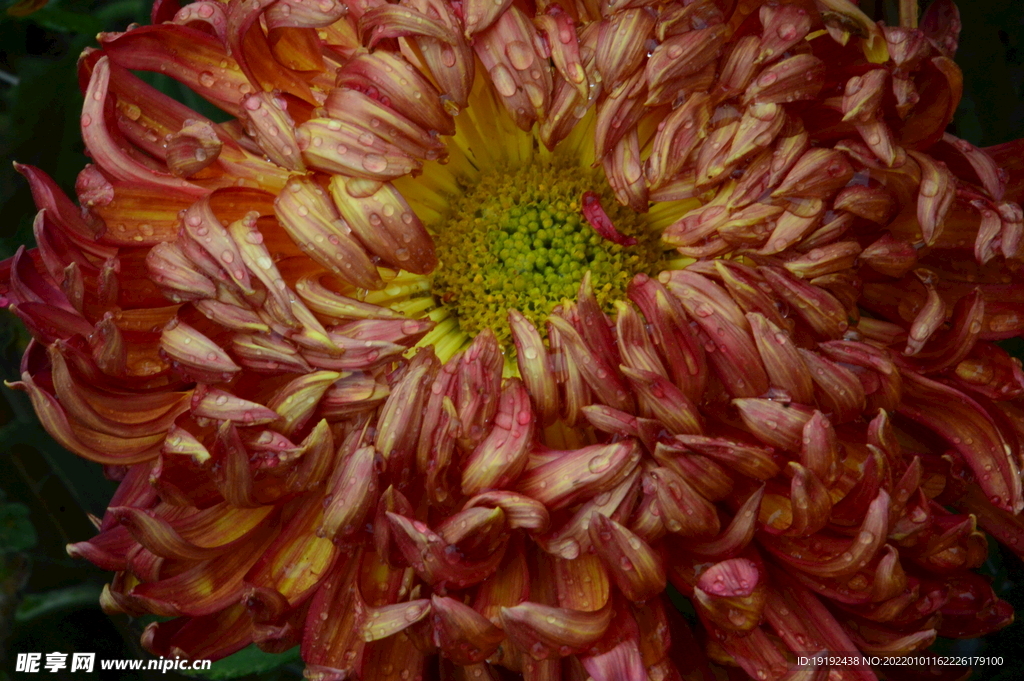 菊花 