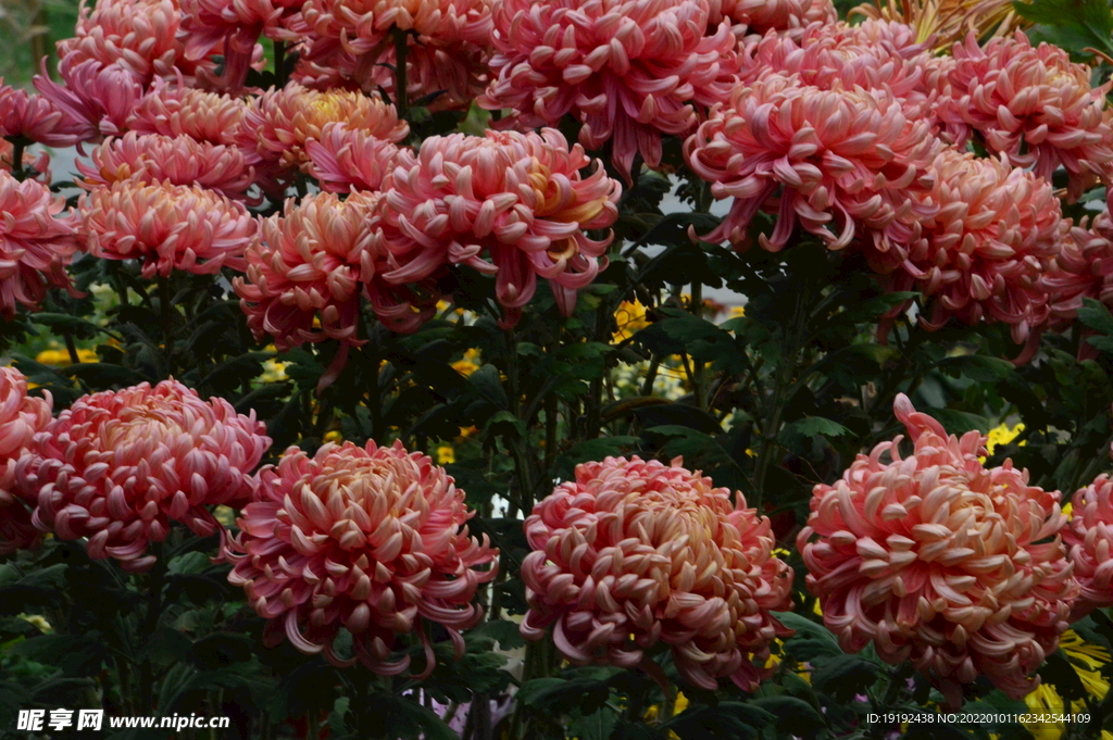 菊花 