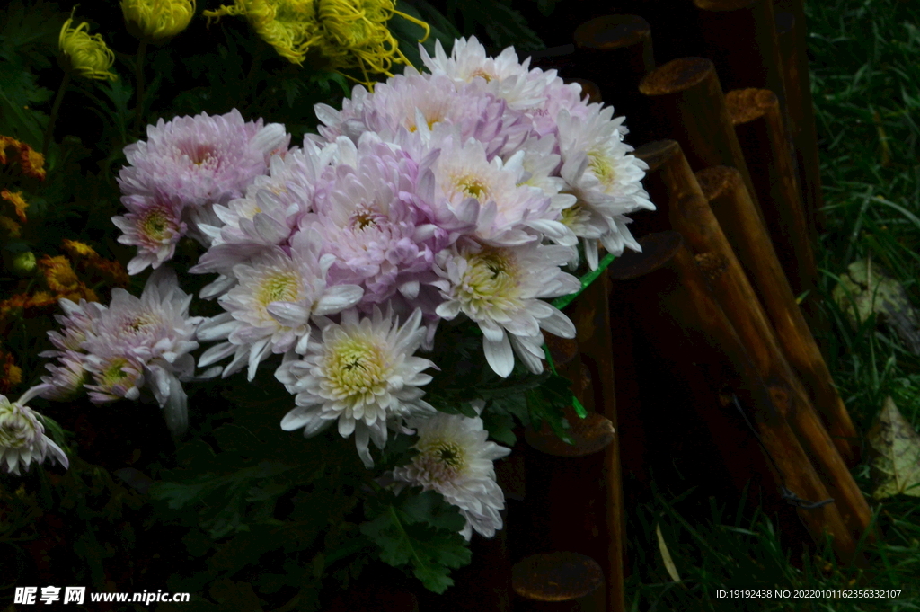 菊花 
