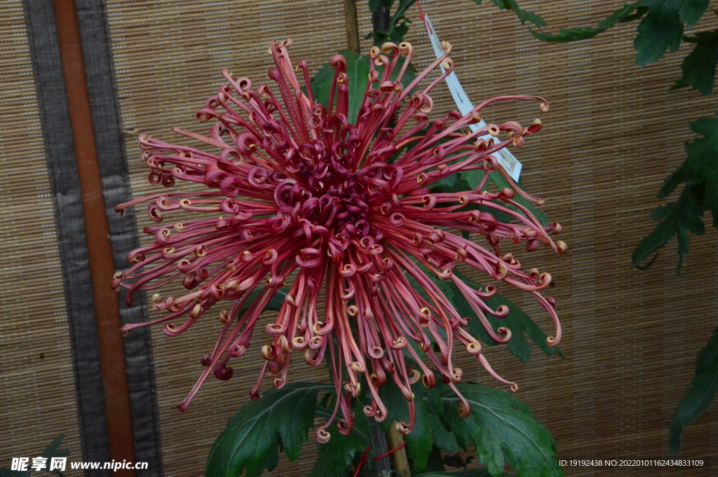 菊花