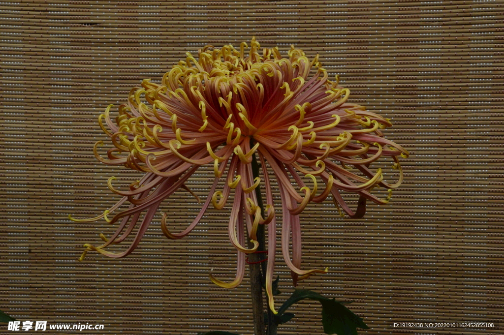 菊花 