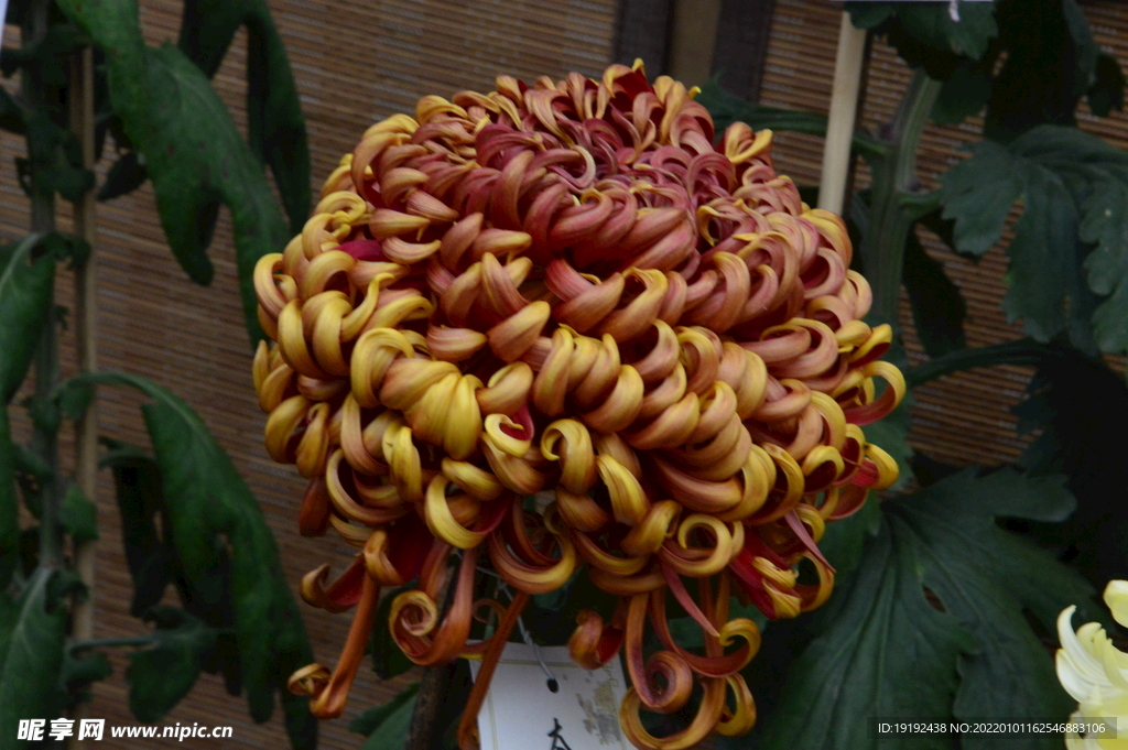 菊花 