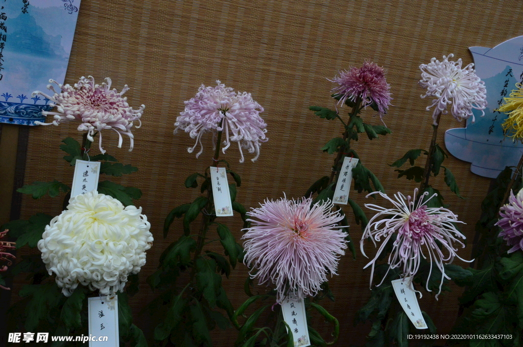 菊花 