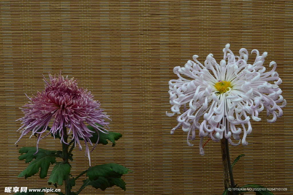 菊花 