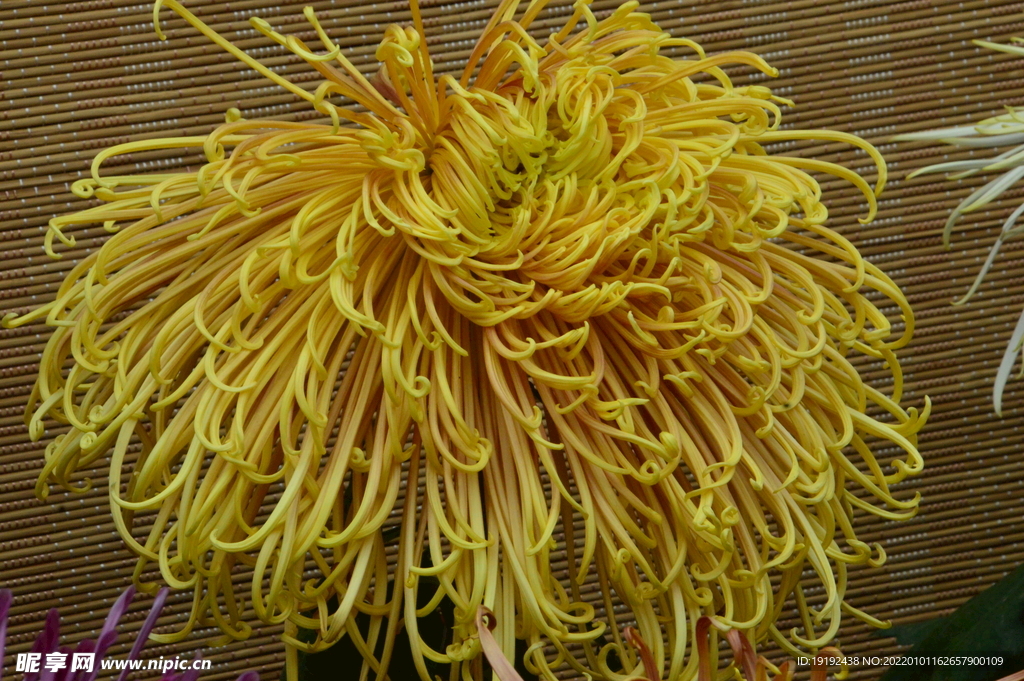 菊花
