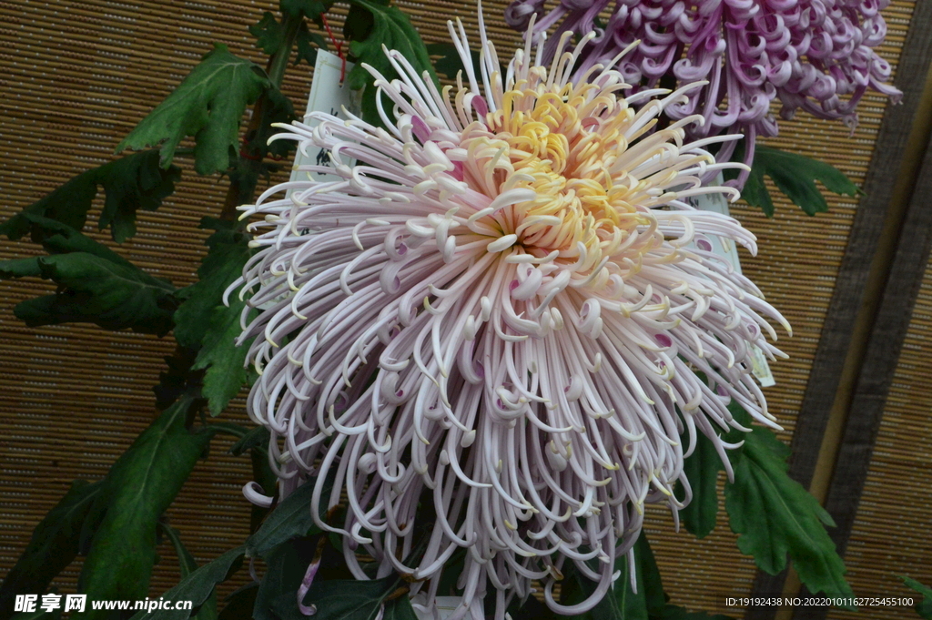 菊花 