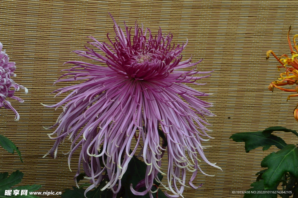 菊花 