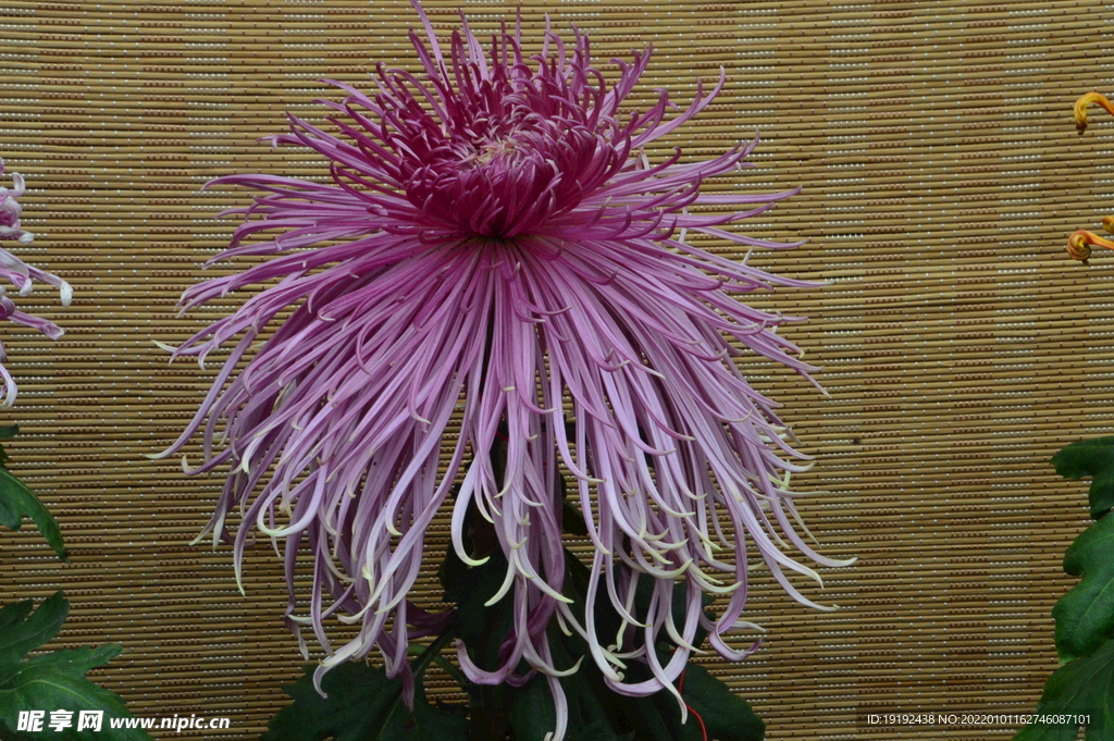 菊花