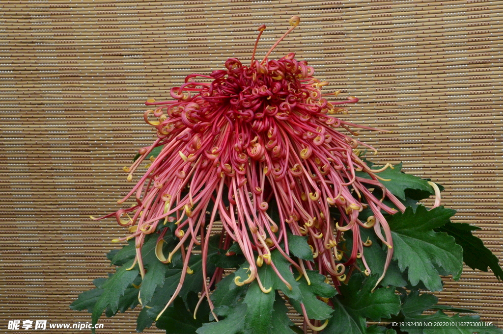 菊花 