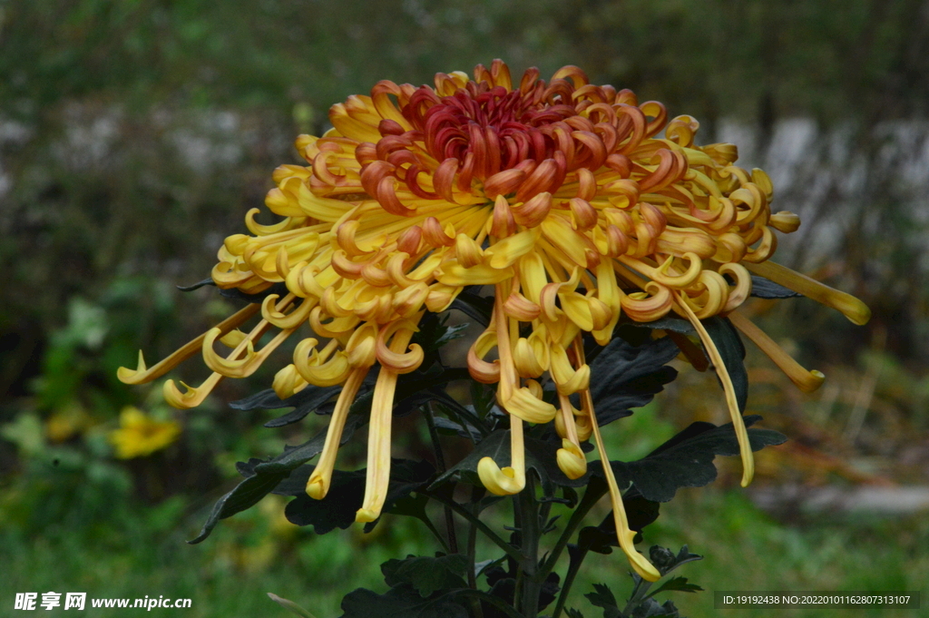 菊花 