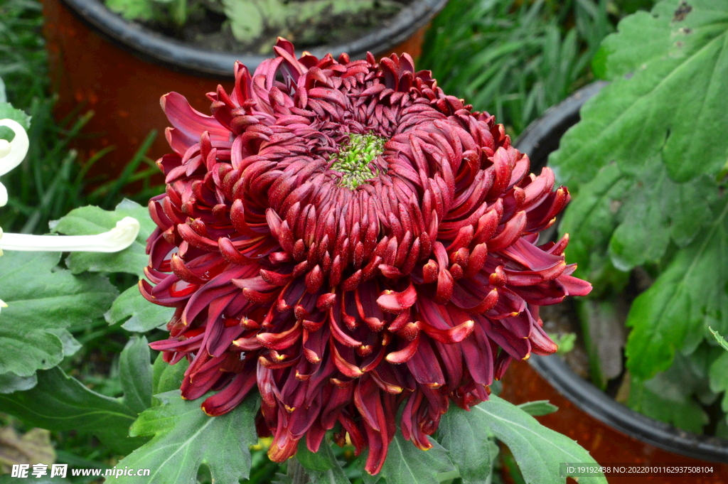 菊花