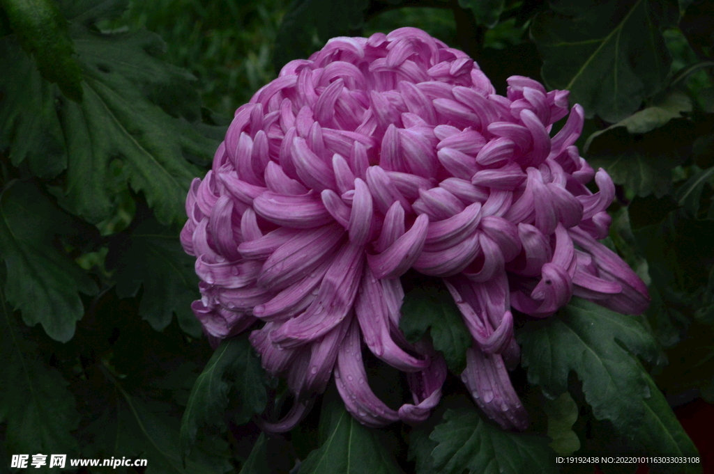 菊花 