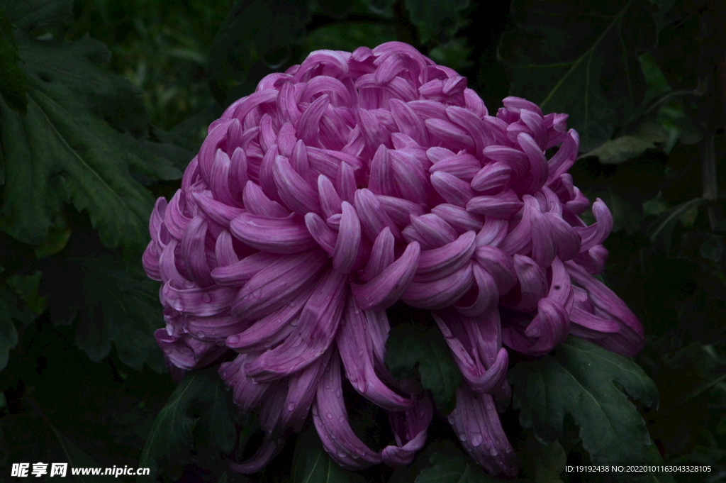 菊花