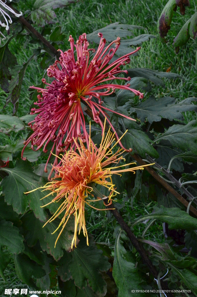 菊花 