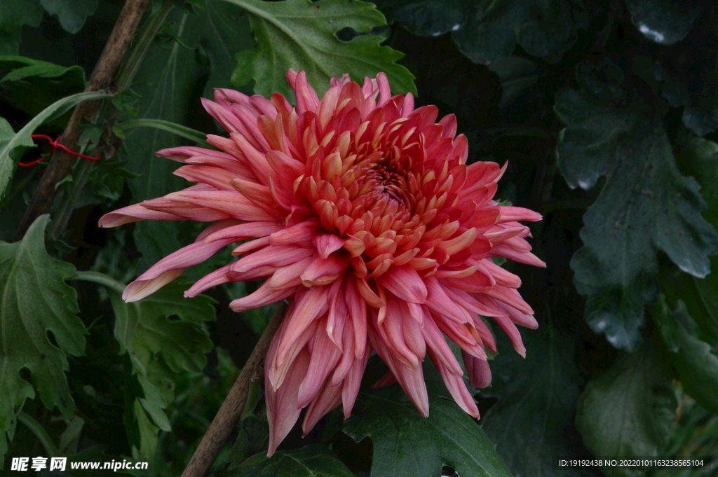 菊花 