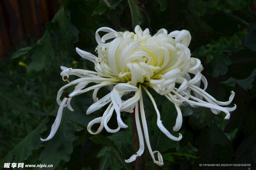 菊花
