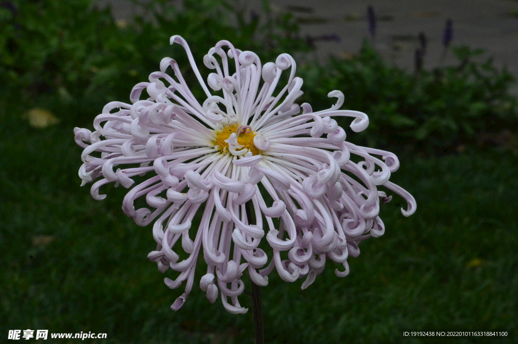 菊花 