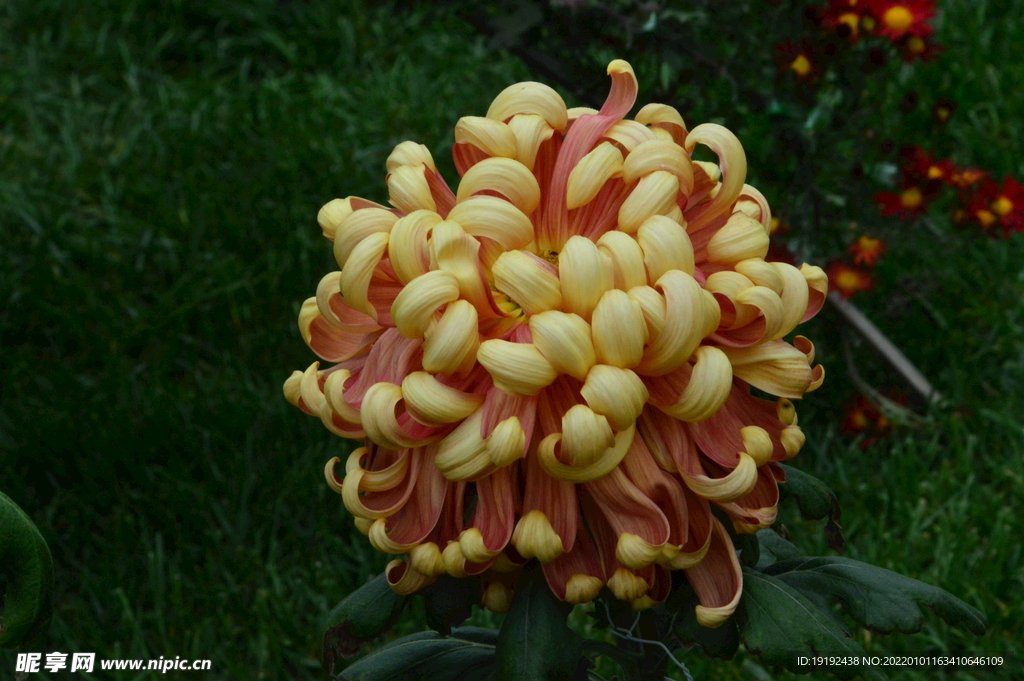 菊花 