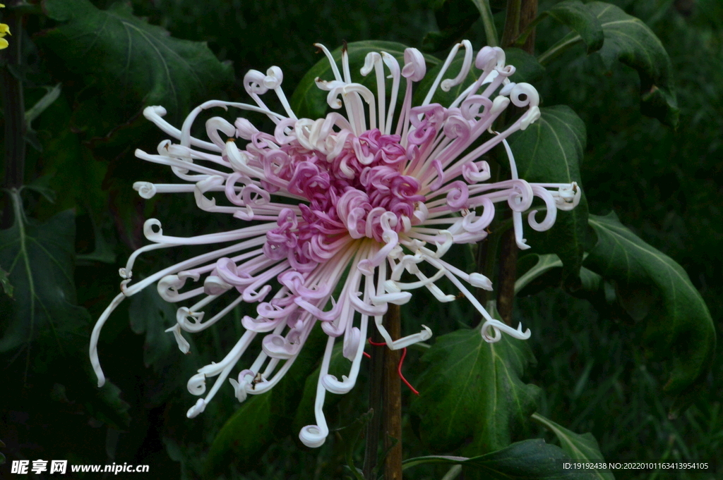 菊花 