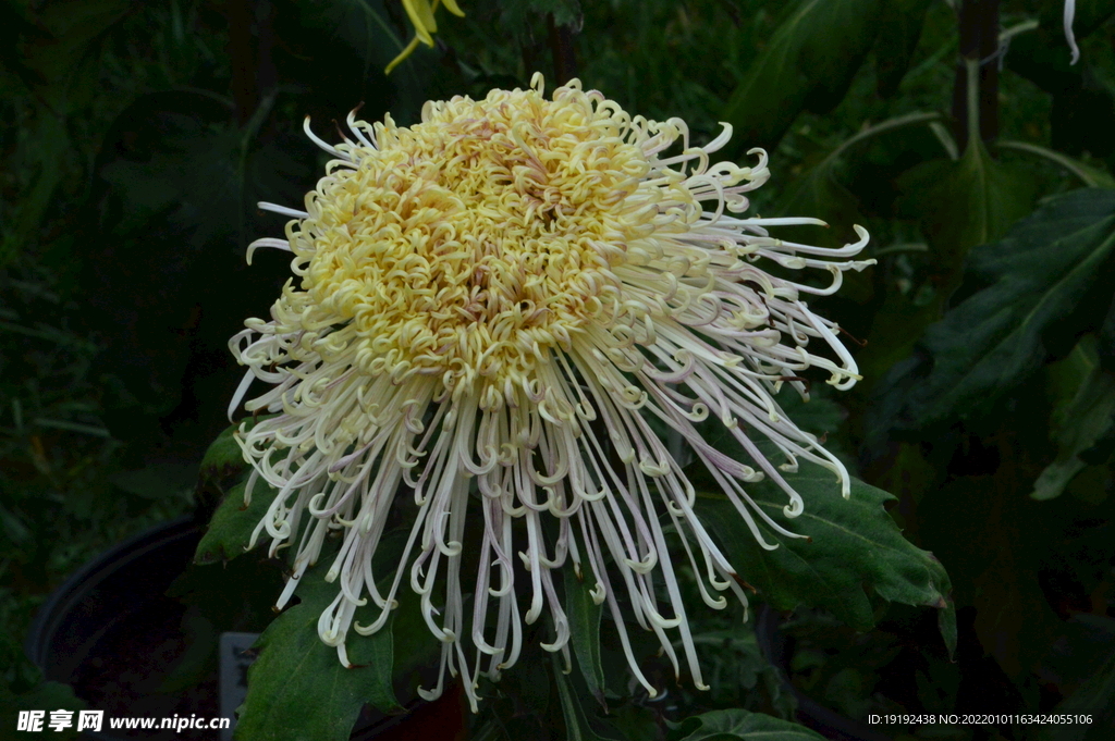 菊花