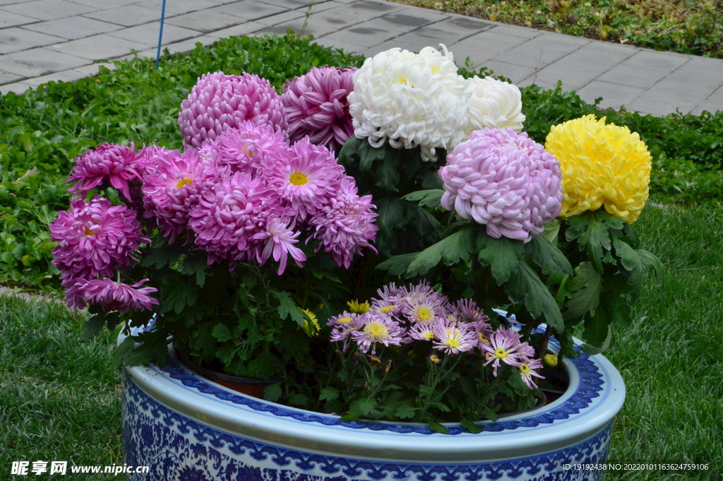 菊花 