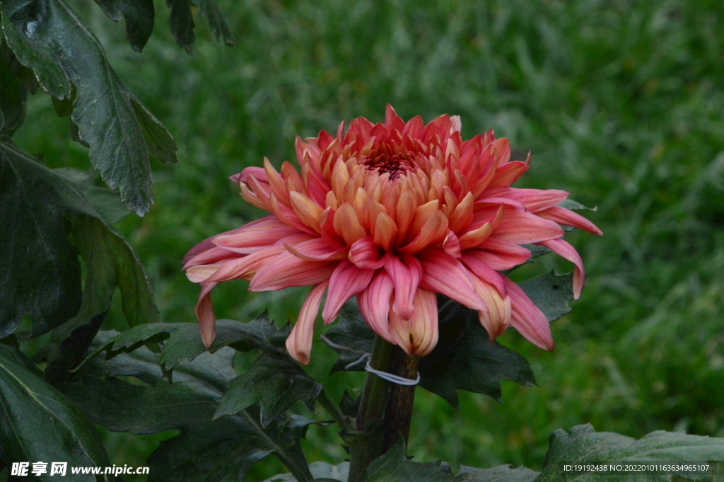 菊花 