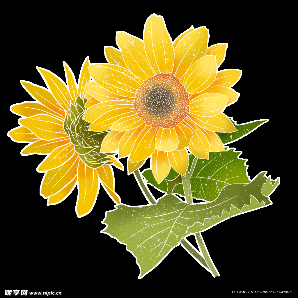 春季植物花朵 向日葵 夏天