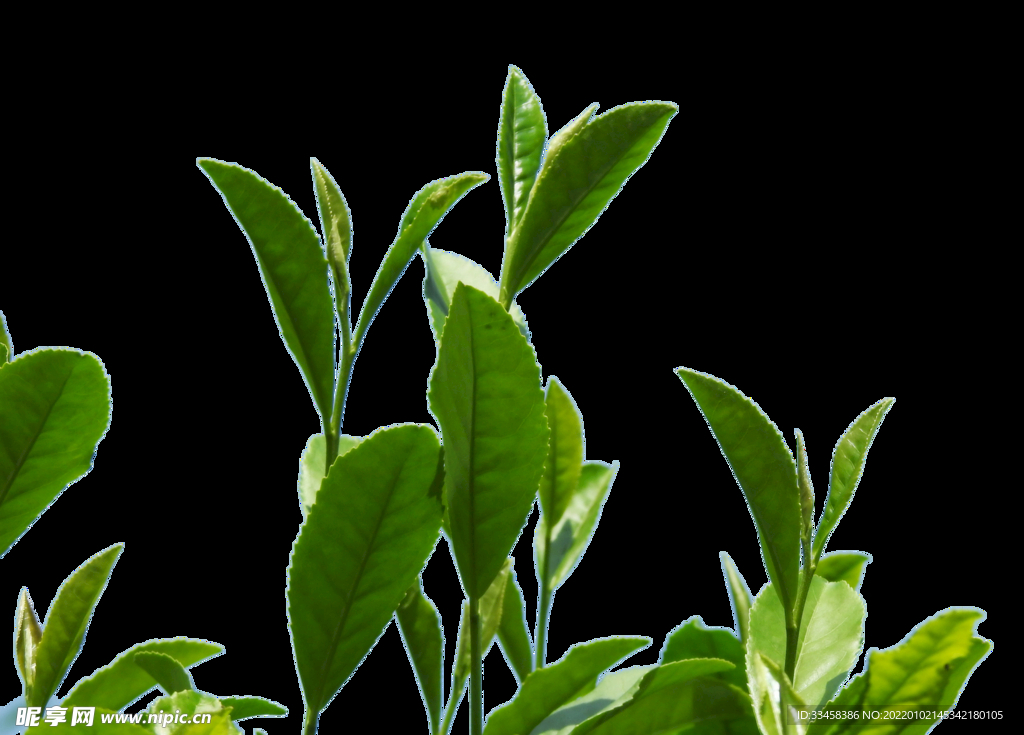 茶树茶叶春天