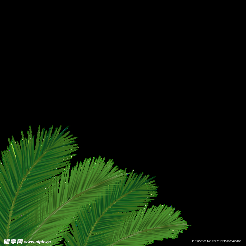 绿色大叶植物春天绿植