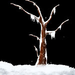 雪地里的枯树