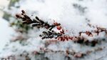 雪