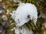 雪