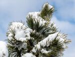 雪