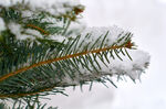 雪