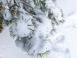 雪
