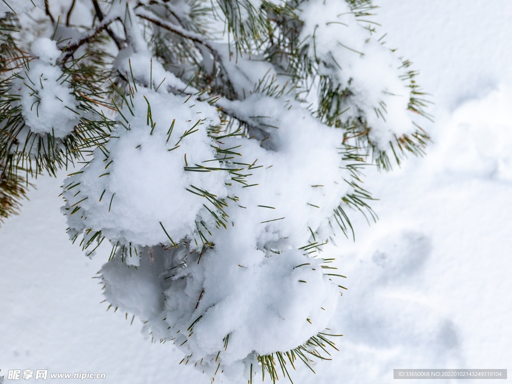 雪