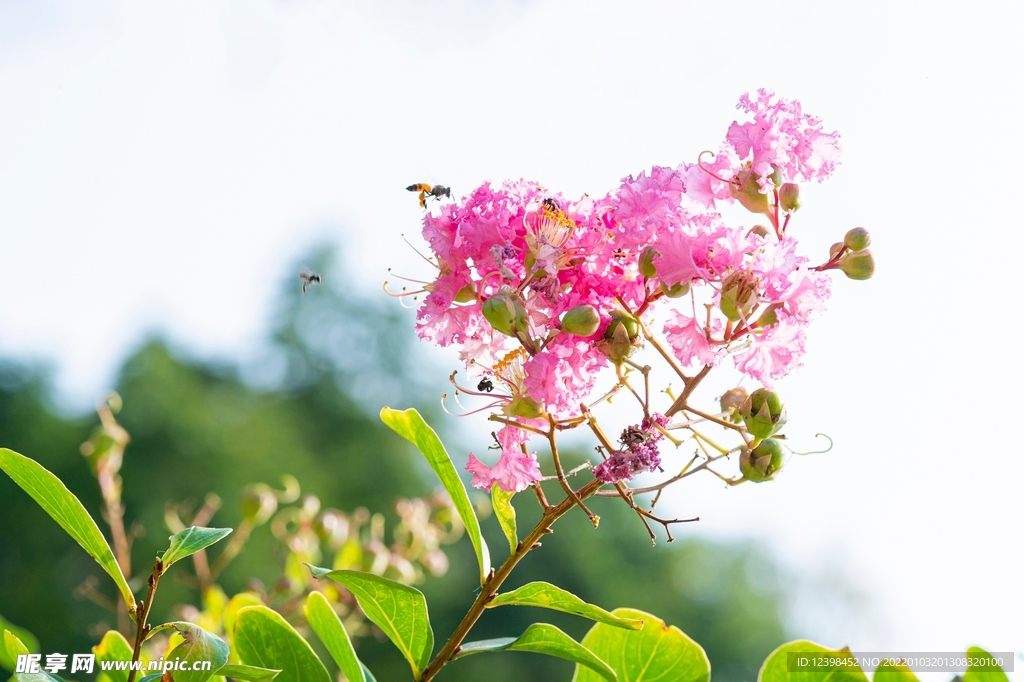 紫薇花