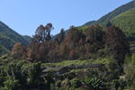乡村景观