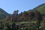 乡村景观