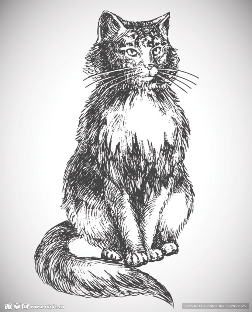 猫