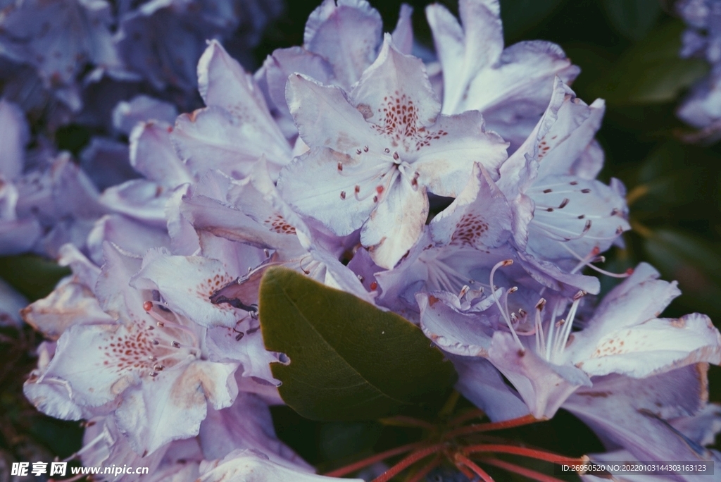 花
