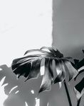 花草