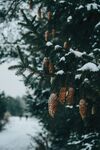 雪景