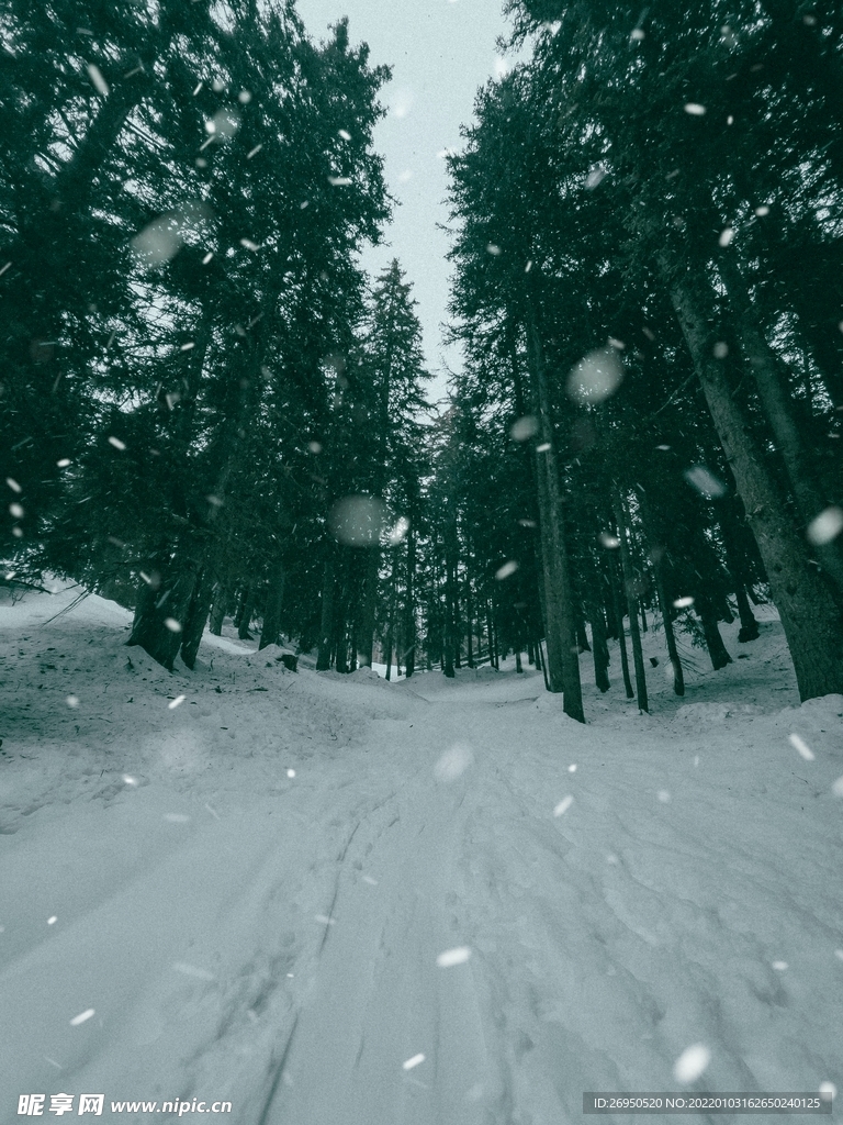 雪景